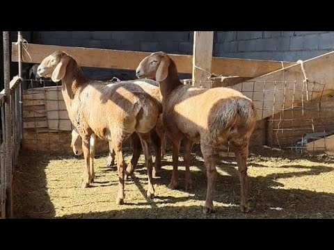Видео: 19 баш арашан ургачы козулар сатылат,😱😱🔥🔥💣