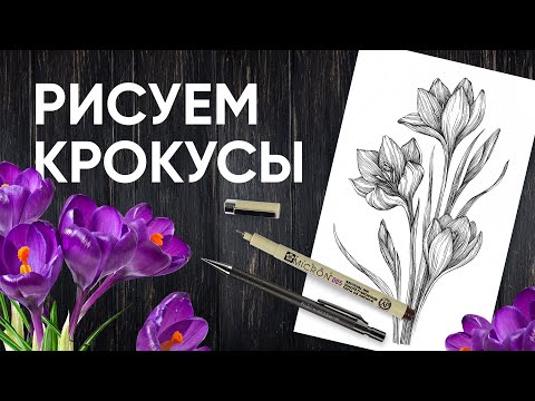 Видео: Как нарисовать крокусы (шафран) - Уроки рисования - Ола Ч.