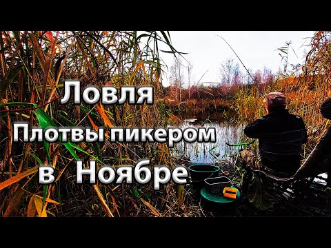 Видео: Ловля плотвы пикером в ноябре.