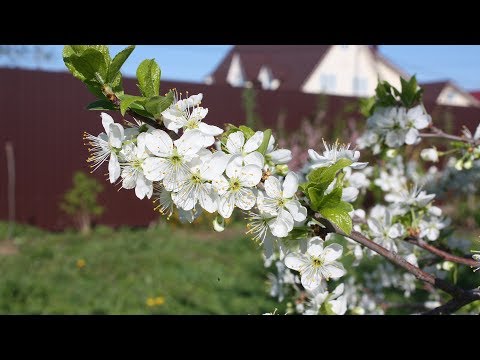 Видео: Чем опрыскивать сад, если он уже цветет? Неужели уже опоздали?