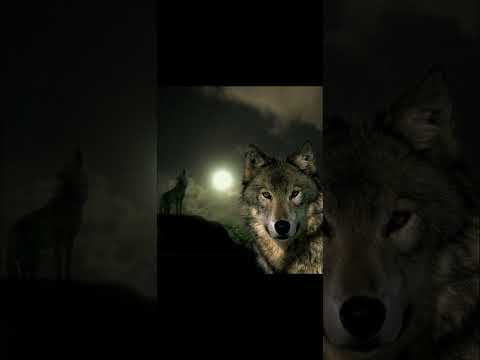 Видео: “Аңшыны екі жыл күткен қасқыр” (болған оқиға)