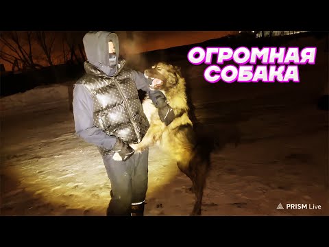 Видео: БОЛЬШОЙ ЗВЕРЬ НАПАЛ на МАДЖЕСТИКА / Кореш, Парадеевич, PLOHOYPAREN, FRAME TAMER, Куертов, Горилла