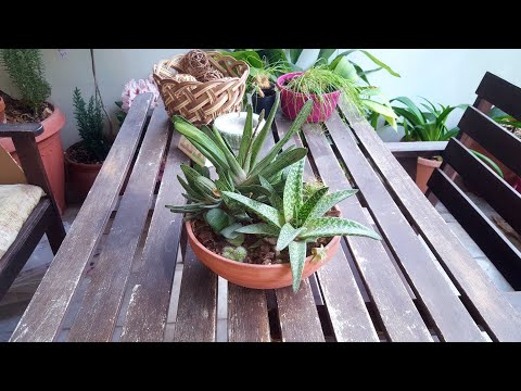 Видео: Гастерия(Gasteria)-грунт и содержание