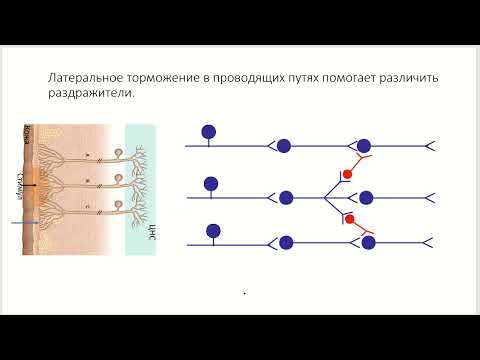 Видео: Физиология нервной системы.  Торможение.