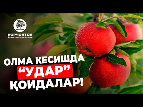 Видео: ОЛМА КЕСИШДА "УДАР" ҚОИДАЛАР | Шуҳрат Аброров #uzbekistan #ШуҳратАброров #gardening