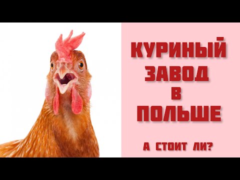 Видео: Куриный завод в Польше. Вся правда! Работа в Польше. Ополе.🐓🐓🐓