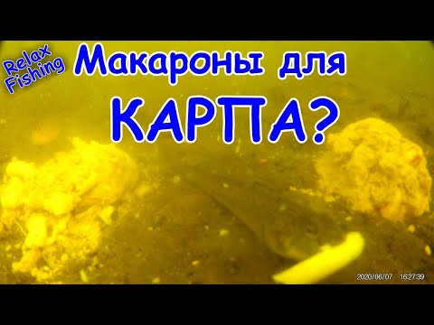 Видео: 🐟 МАКАРОНЫ на КАРПА и САЗАНА - реакция рыбы. Подводная съемка рыбалки. Карась, плотва, уклейка.