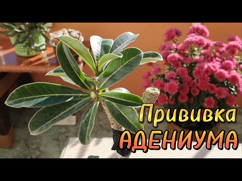 Видео: Прививка Адениума Fantasy Sunset