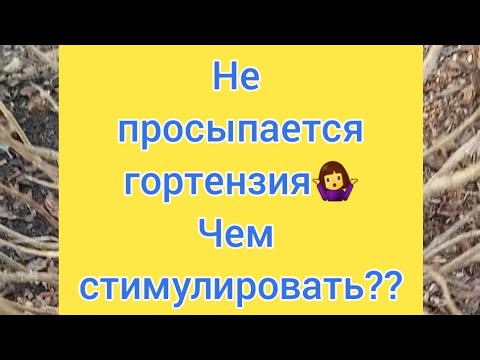 Видео: Как пробудить гортензию.? Не просыпаются почки. !Что делать? Ничего🤷‍♀️😀💗