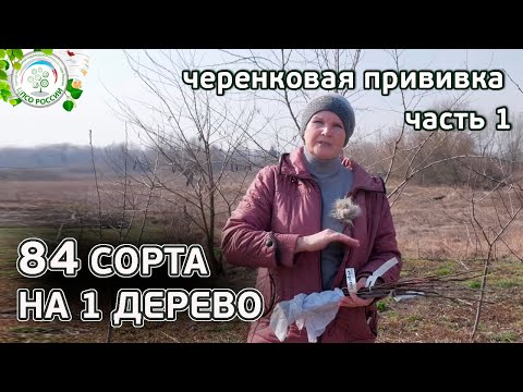 Видео: Сколько сортов можно привить на одно дерево. Черенки для прививки. Прививка деревьев - часть 1