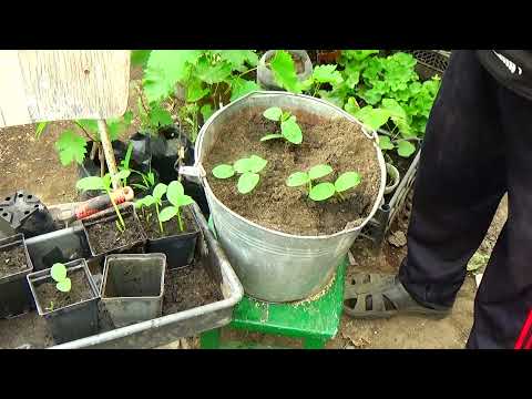 Видео: Летнее выращивание огурца для себя - наш метод!