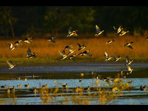 Видео: ОХОТА - СЮРПИЗ! Охота на уток. НЕОЖИДАННО ПРЕКРАСНАЯ УТРЯНКА!!! ЧОК GEMINI РАБОТАЕТ!!!