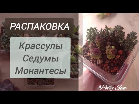 Видео: Крассулы. Седумы. Монантесы. Распаковка. СУККУЛЕНТЫ Polly Sun.