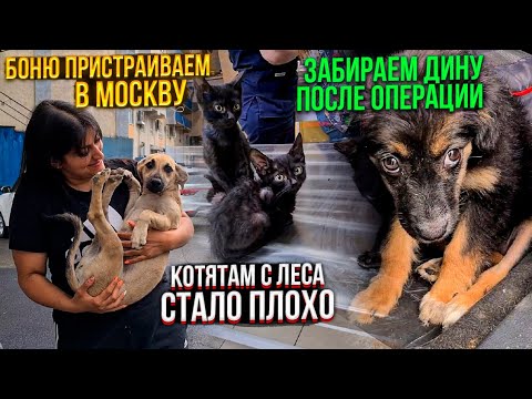 Видео: Что же с котятами?😰Едем с девочками в Ставрополь. Боню отправляем в Москву в добрые руки🙏