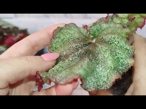 Видео: Мои сеянцы! А зачем врать!?