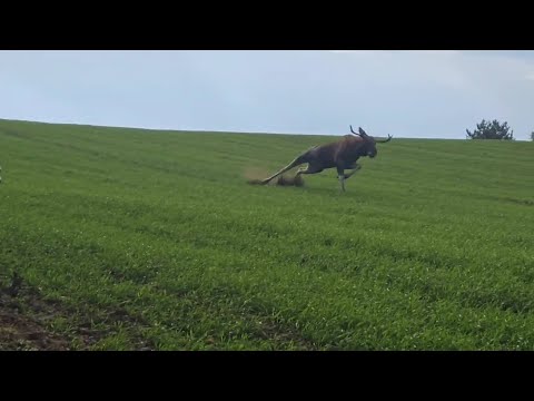 Видео: ОТЛИЧНАЯ ЗАГОННАЯ ОХОТА 2023!!! МАЗИЛА В ДЕЛЕ)))).