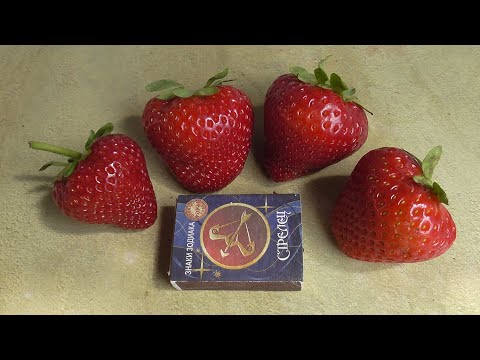Видео: АЛЬТУРАС. Новинка 2025 года. Сорт НСД. / Коллекция Светланы Татур.