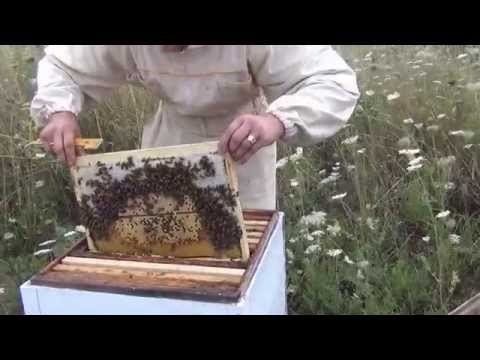Видео: Отводки пчел  Как сделать отводок пчел  Slips bees  How to make a nucleus of bees