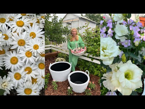 Видео: Дачные сезоны с Мариной Рыкалиной от 6 июля 2023 года