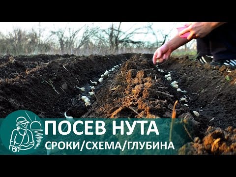 Видео: ☘ Посев нута: как и когда сажать турецкий горох