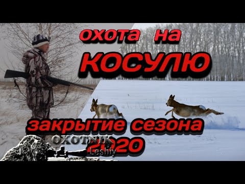 Видео: Охота на Косулю. Удачное закрытие сезона 2020!!!