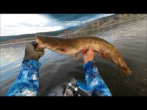 Видео: Волга  Квок  Бонус Сом 20кг