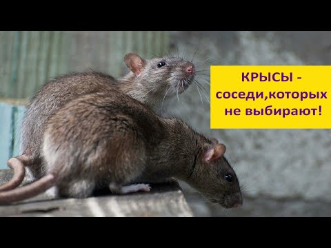 Видео: СЕРЫЕ КРЫСЫ : ужас и восхищение!  Наталья Носова