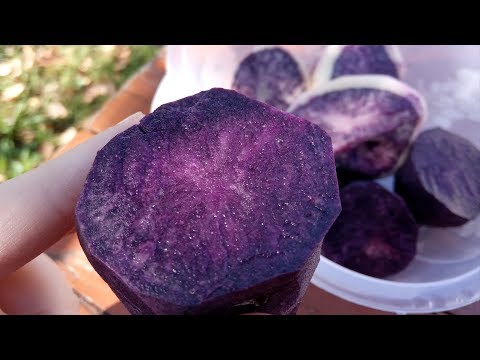 Видео: Фиолетовая картошка! Отличается от обычной или нет? Пробую на вкус.