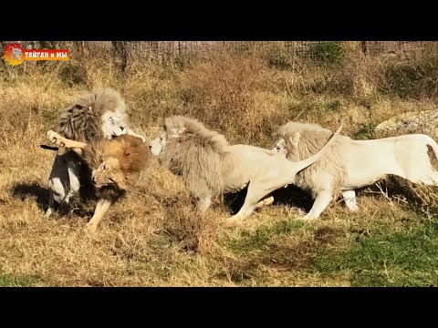 Видео: Белые львы против вожака Чука! Тайган. One vs three - white lions attack the leader!