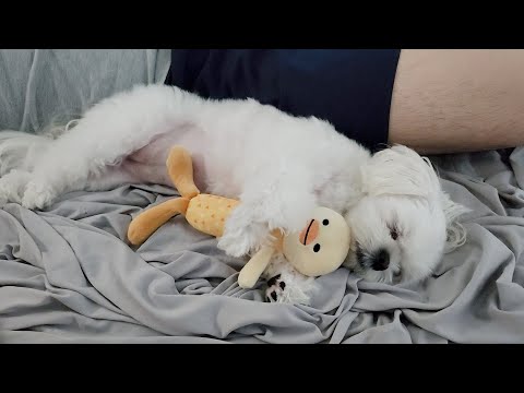 Видео: Собака, которая счастлива даже с игрушкой Дайсо на 1000 вон