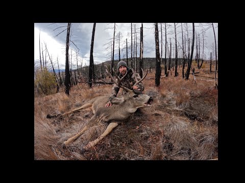 Видео: Октябрь 2025 г. Любая охота на оленей