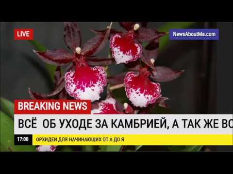 Видео: Всё об уходе за Камбрией. Виды Камбрии.