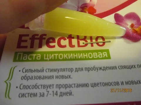 Видео: Этапы развития почек под воздействием цитокининовой пасты