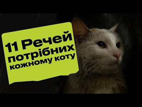 Видео: Що купити коту перед його появою в сім'ї 🐱