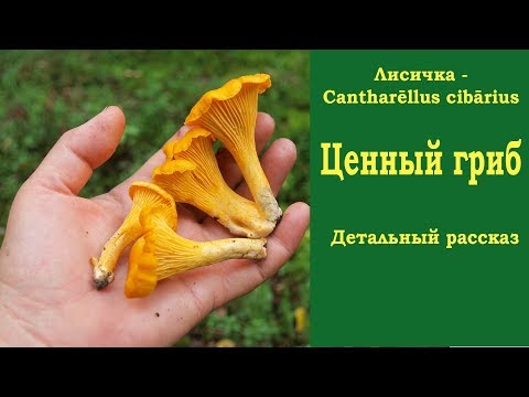 Видео: Лисичка - ценный гриб. Детальный рассказ. Cantharellus cibarius.