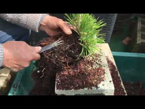 Видео: Пересадка бонсай Kuromatsu в душе, Yajimaen @ семена бонсай