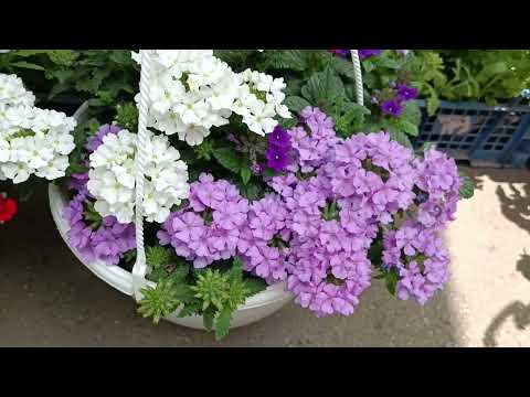 Видео: Цветочный рынок в Ростове-на-Дону. Как я покупаю цветочки🌸🤪 Центральный рынок. 2024г.