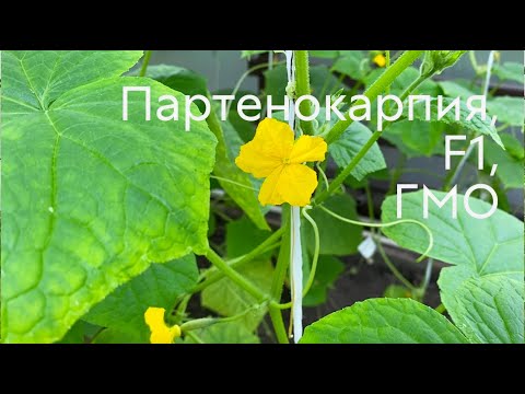 Видео: Партенокарпия, гибрид F1 и ГМО #ШПС № 103