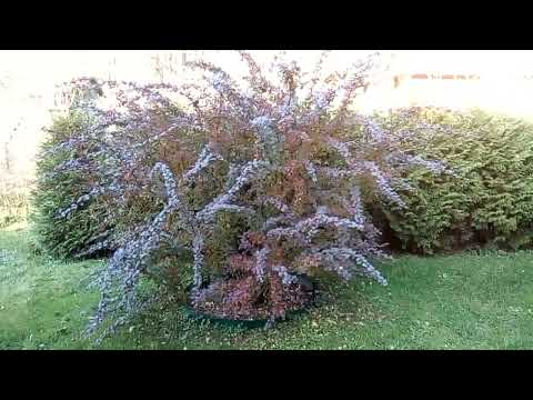 Видео: Обрезка кустарников - обязательная процедура