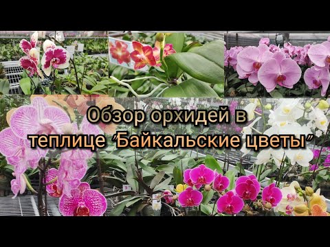 Видео: Долгожданный обзор орхидей из теплицы "Байкальские цветы"#обзор#2025#flowers#plants#original 