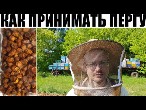 Видео: КАК ПРИНИМАТЬ ПЕРГУ: ДОЗИРОВКИ.