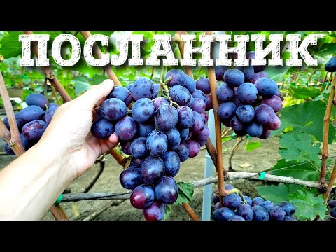 Видео: ПОСЛАННИК - ГИГАНТСКИЕ ЯГОДЫ, КРАСИВЫЕ ГРОЗДИ. ПРЕИМУЩЕСТВА И НЕДОСТАТКИ ЭТО ФОРМЫ