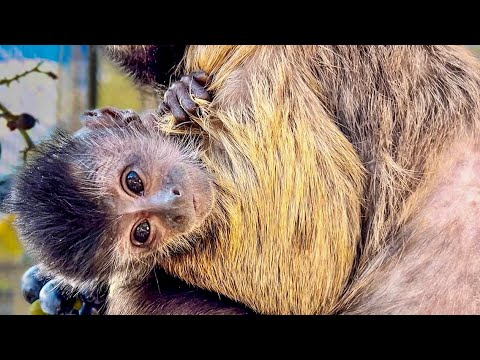 Видео: НЕ ПАНИКУЕМ! Малыш капуцин выглядит энергичным, но мы все равно ПРИСТАЛЬНО ЗА НИМ НАБЛЮДАЕМ! 