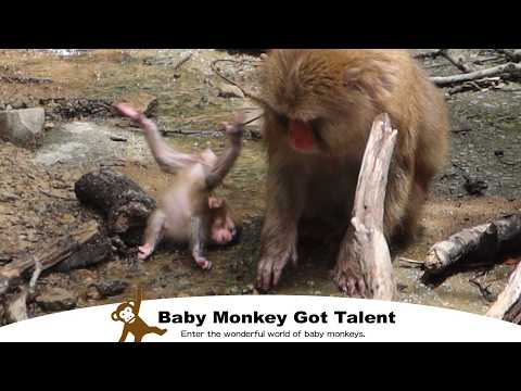 Видео: Тревога! Шатающийся детёныш обезьяны/ monpai monyet snow monkey