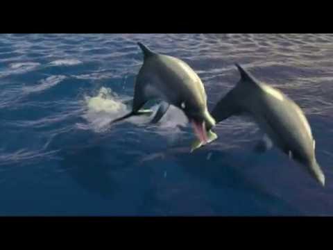 Видео: Михаил Елизаров - Бескозырка