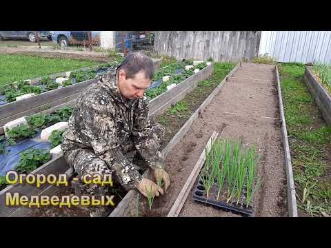 Видео: Высадка рассады лука Эксибишен
