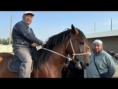 Видео: Эл Кабар Жалал-Абад жылкы базары арзан экен коруп билип алыңыздар.