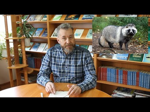 Видео: Изучаем край с А.И. Климовым: «Енотовидная собака»