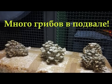 Видео: Выращивание грибов на соломе!