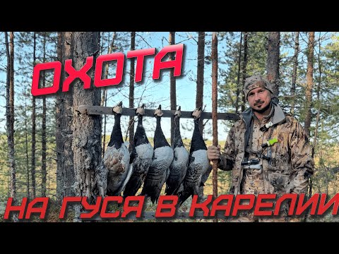 Видео: ОХОТА НА ГУСЯ В КАРЕЛИИ!